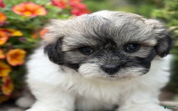 Teddy Bear dogs for sale: Robby - Image 9