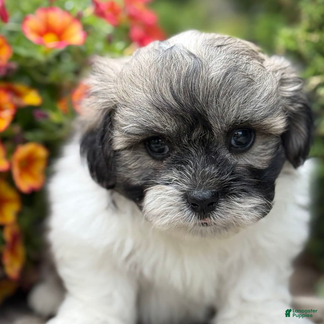 Teddy Bear dogs for sale: Robby - Image 9