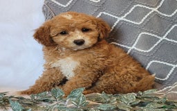 Cockapoo dogs for sale: Kate - Image 3