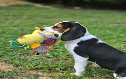 Beaglier dogs for sale: Benny - Image 2