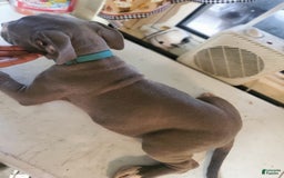 American Pit Bull Terrier dogs for sale: Mama - Image 2