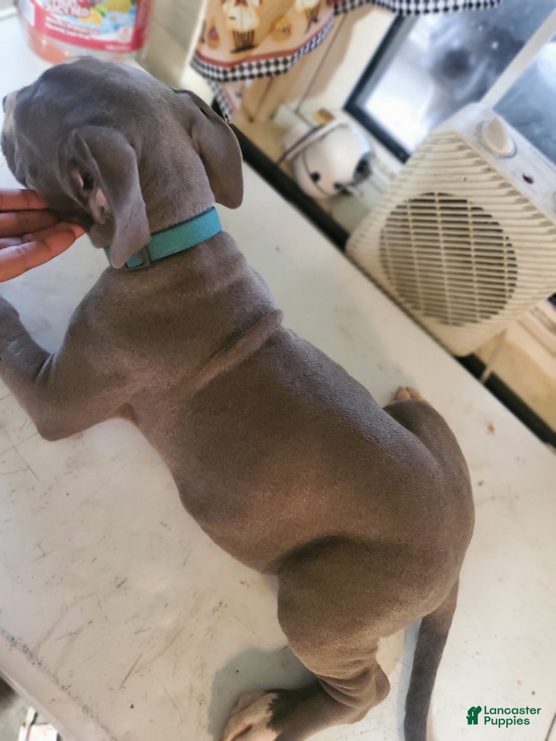 American Pit Bull Terrier dogs for sale: Mama - Image 2