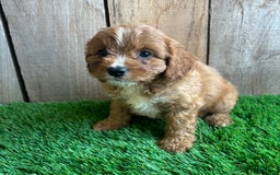 Cavapoo dogs for sale: Sadie - Image 6