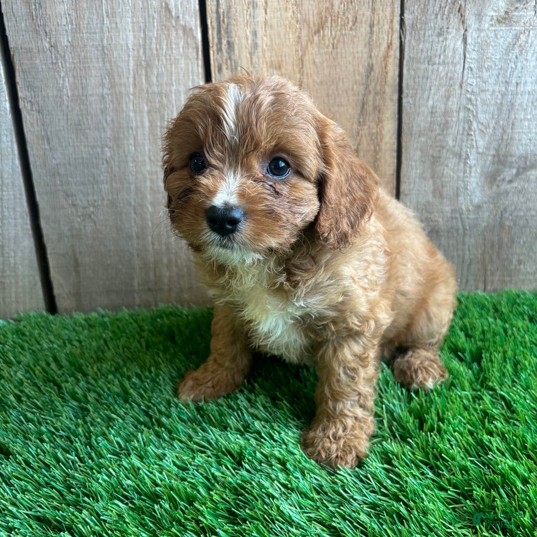 Cavapoo dogs for sale: Sadie - Image 6