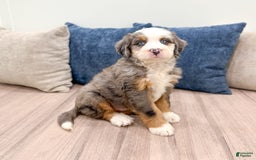 Mini Bernedoodle dogs for sale: Axle - Image 9