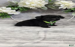 Schipperke dogs for sale: Buddy - Image 2