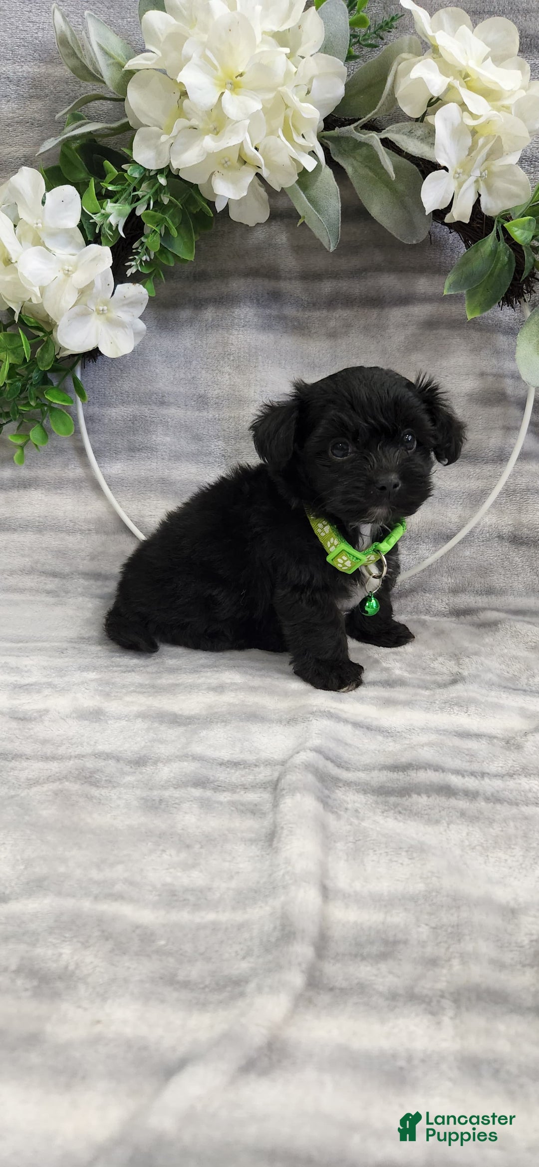 Schipperke dogs for sale: Buddy - Image 2