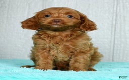 Cavapoo dogs for sale: Bruno - Image 9