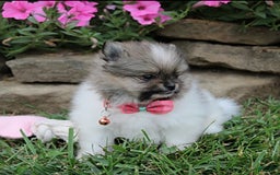 Pomeranian dogs for sale: Kylie - Image 10