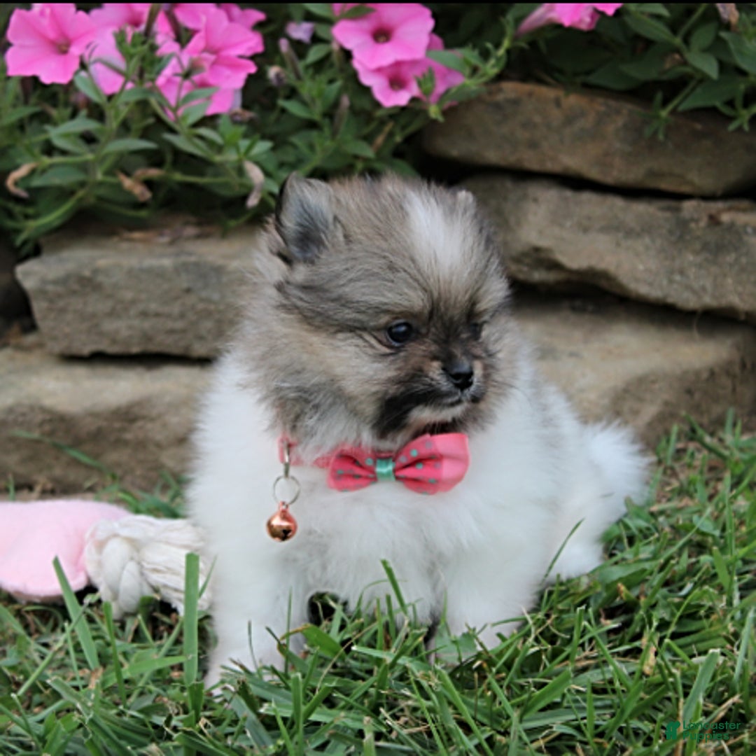 Pomeranian dogs for sale: Kylie - Image 10