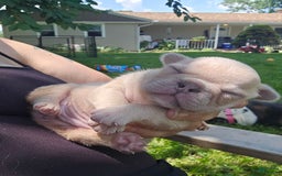 French Bulldog dogs for sale: Daisy - Image 12
