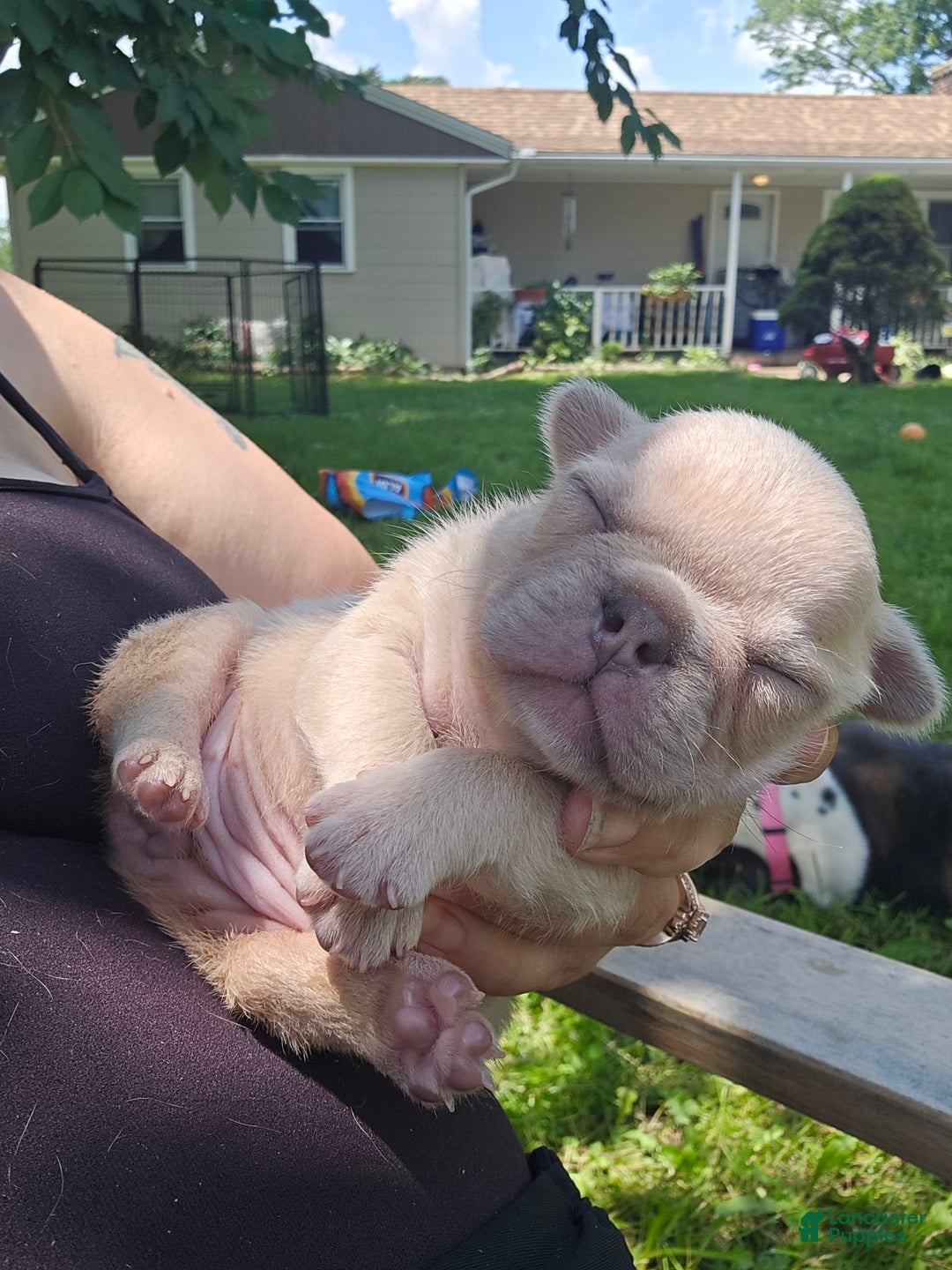 French Bulldog dogs for sale: Daisy - Image 12