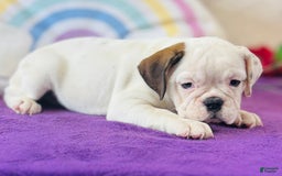 English Bulldog dogs for sale: Laura - Image 2