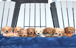 Mini Goldendoodle dogs for sale: Aurora - Image 22