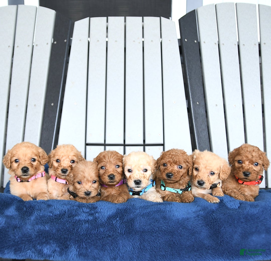 Mini Goldendoodle dogs for sale: Aurora - Image 22