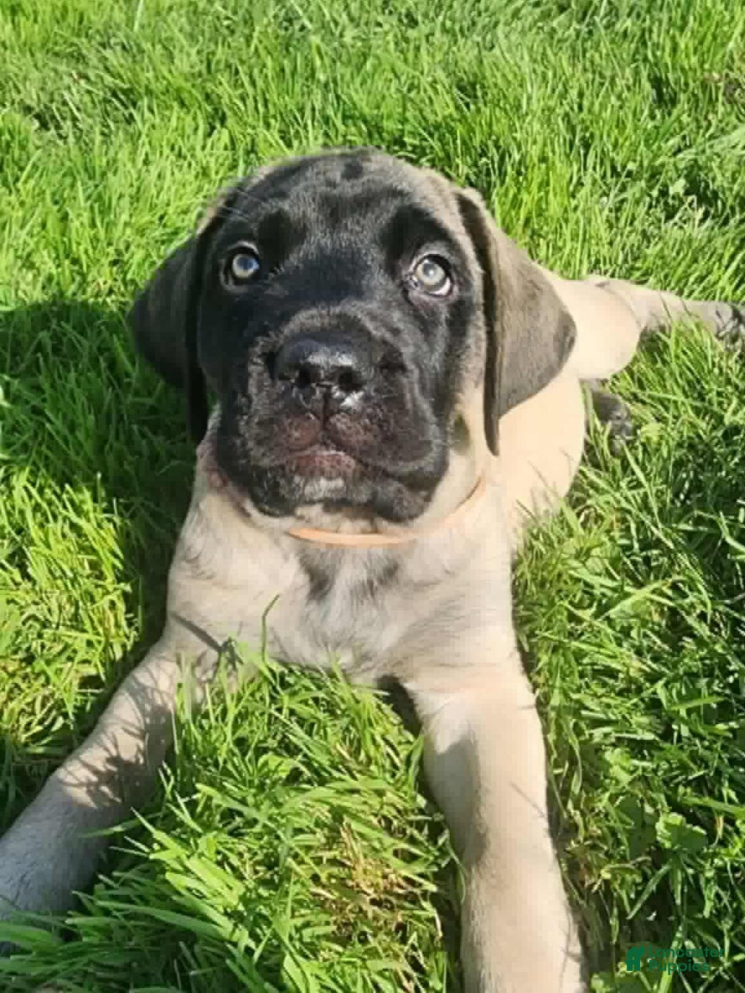 English Mastiff dogs for sale: Pinky - Image 12