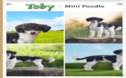 Mini Aussiedoodle dogs for sale: Avalon - Image 4