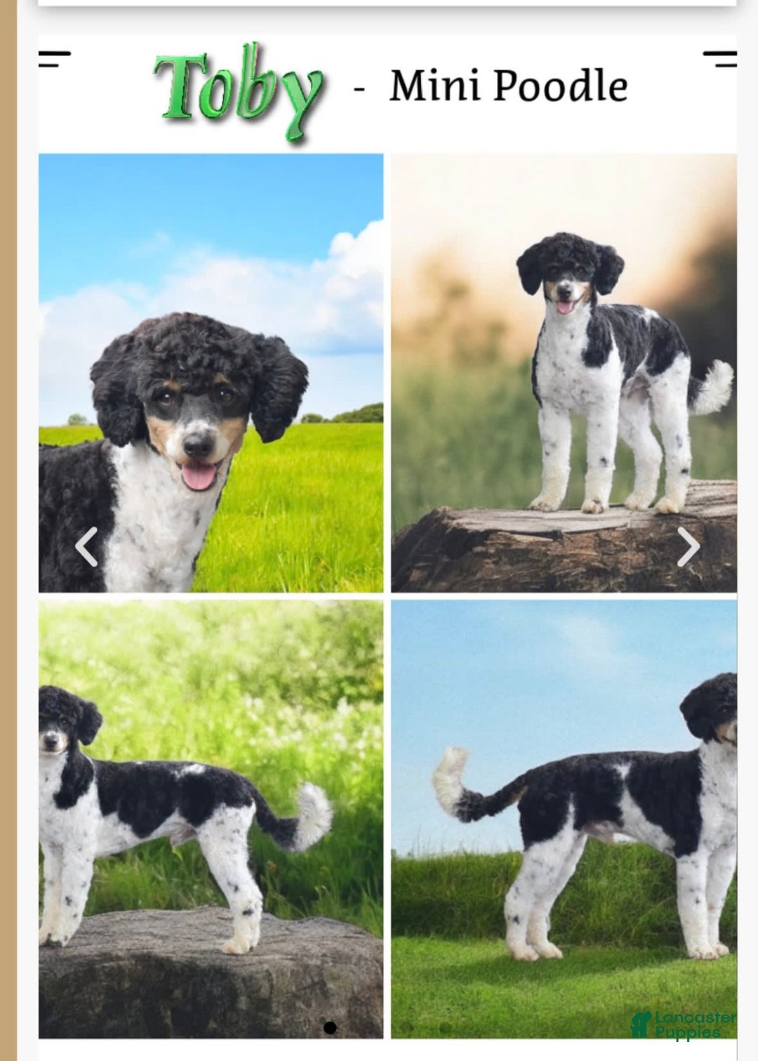 Mini Aussiedoodle dogs for sale: Avalon - Image 4