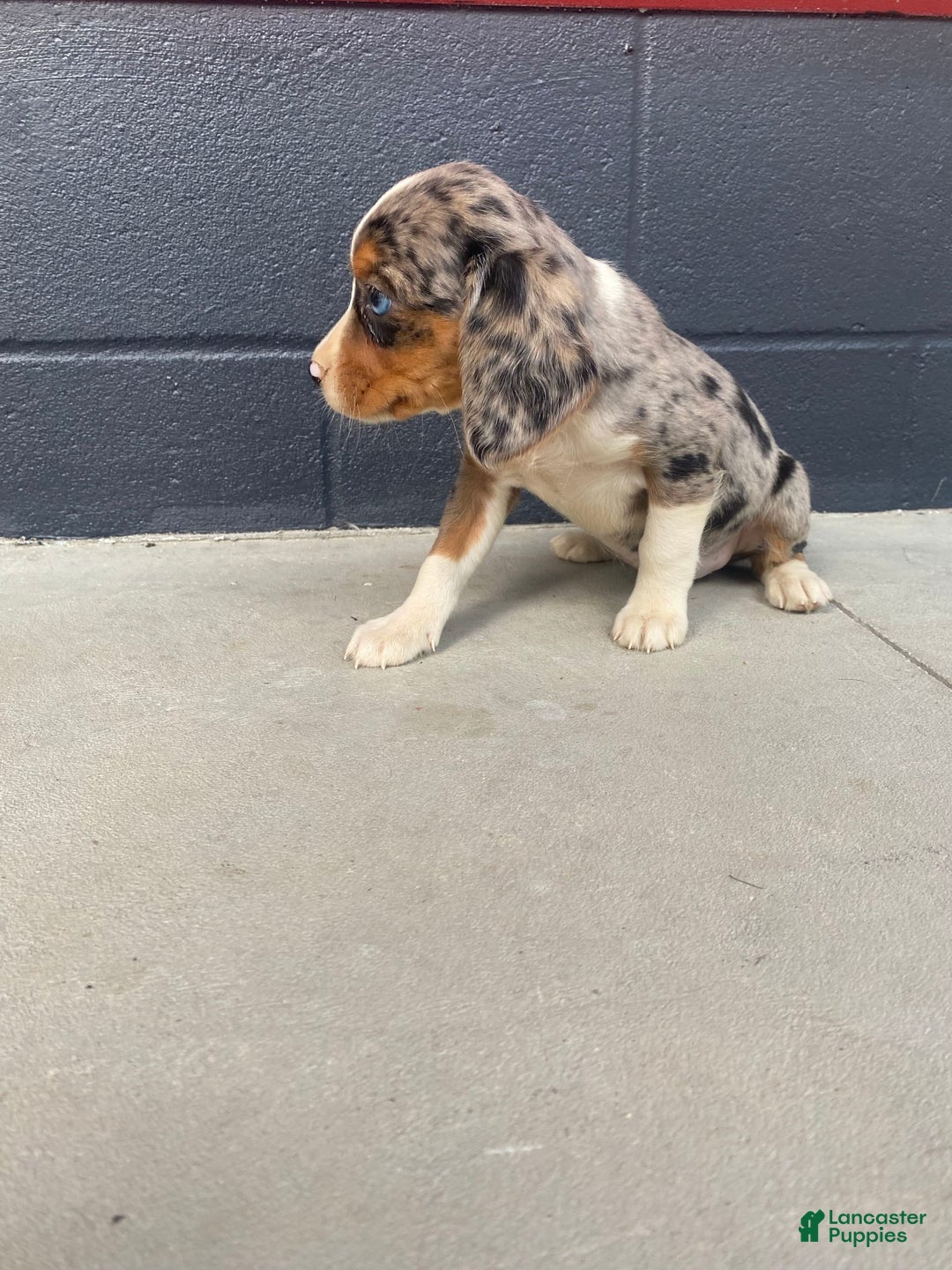 Beaglier dogs for sale: Annie - Image 10