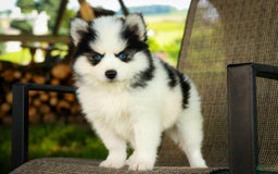 Pomsky dogs for sale: Flare - Image 7