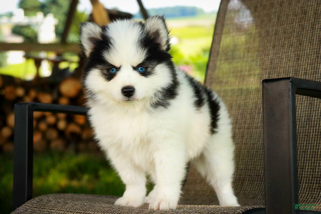 Pomsky dogs for sale: Flare - Image 7