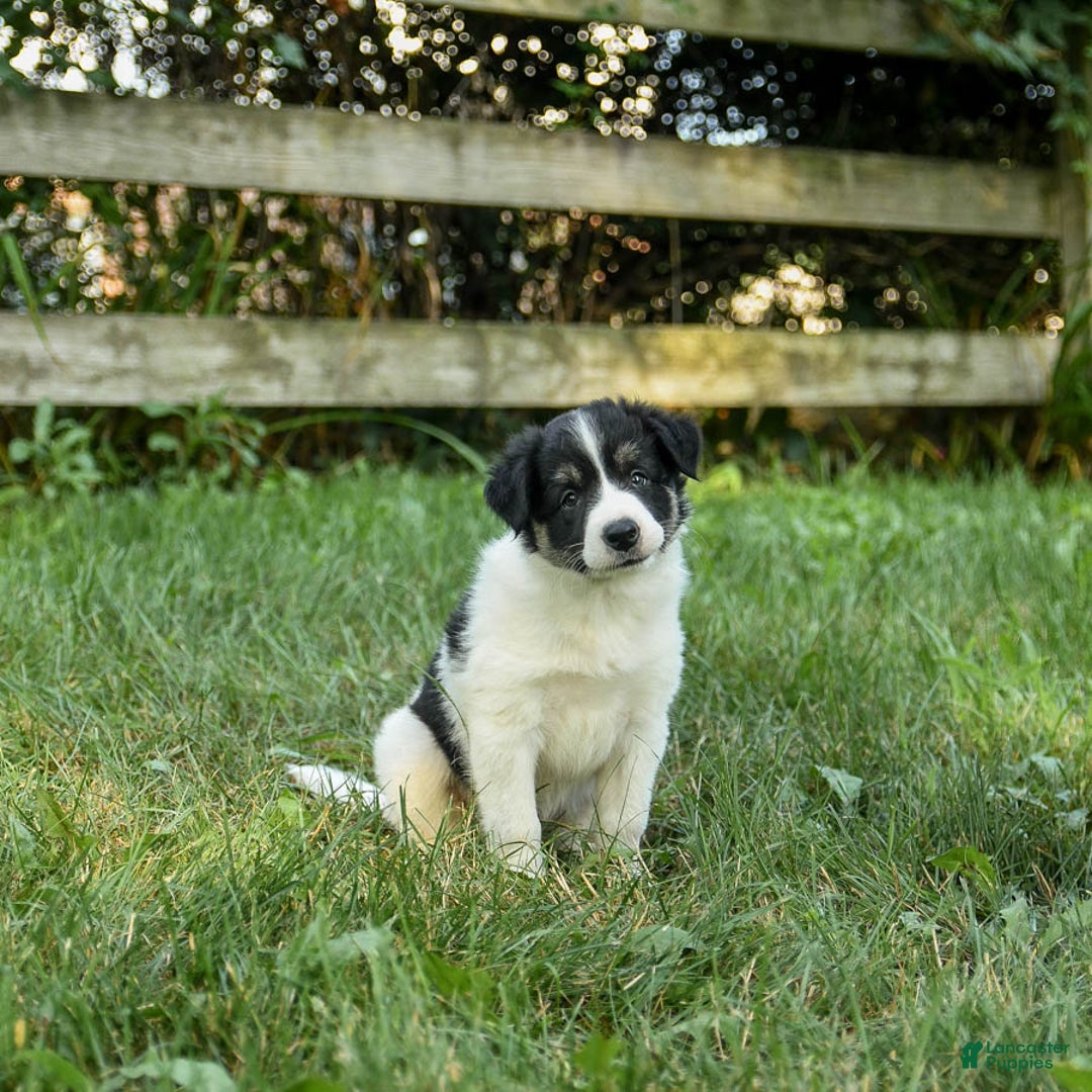 Border Collie dogs for sale: Gus - Image 1