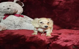 Miniature Dachshund dogs for sale: Nugget - Image 30