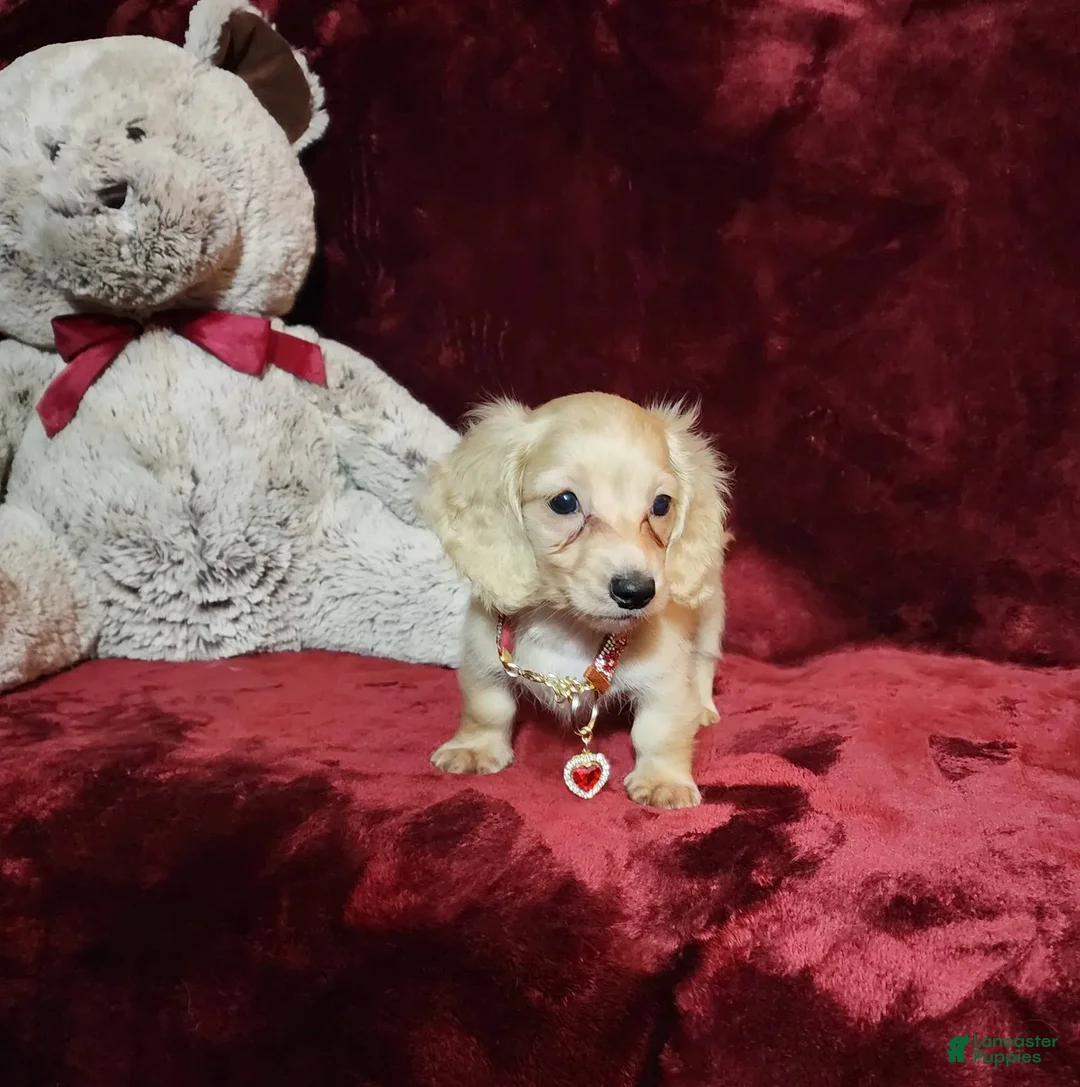 Miniature Dachshund dogs for sale: Nugget - Image 30