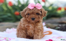 Miniature Poodle dogs for sale: Leah - Image 9