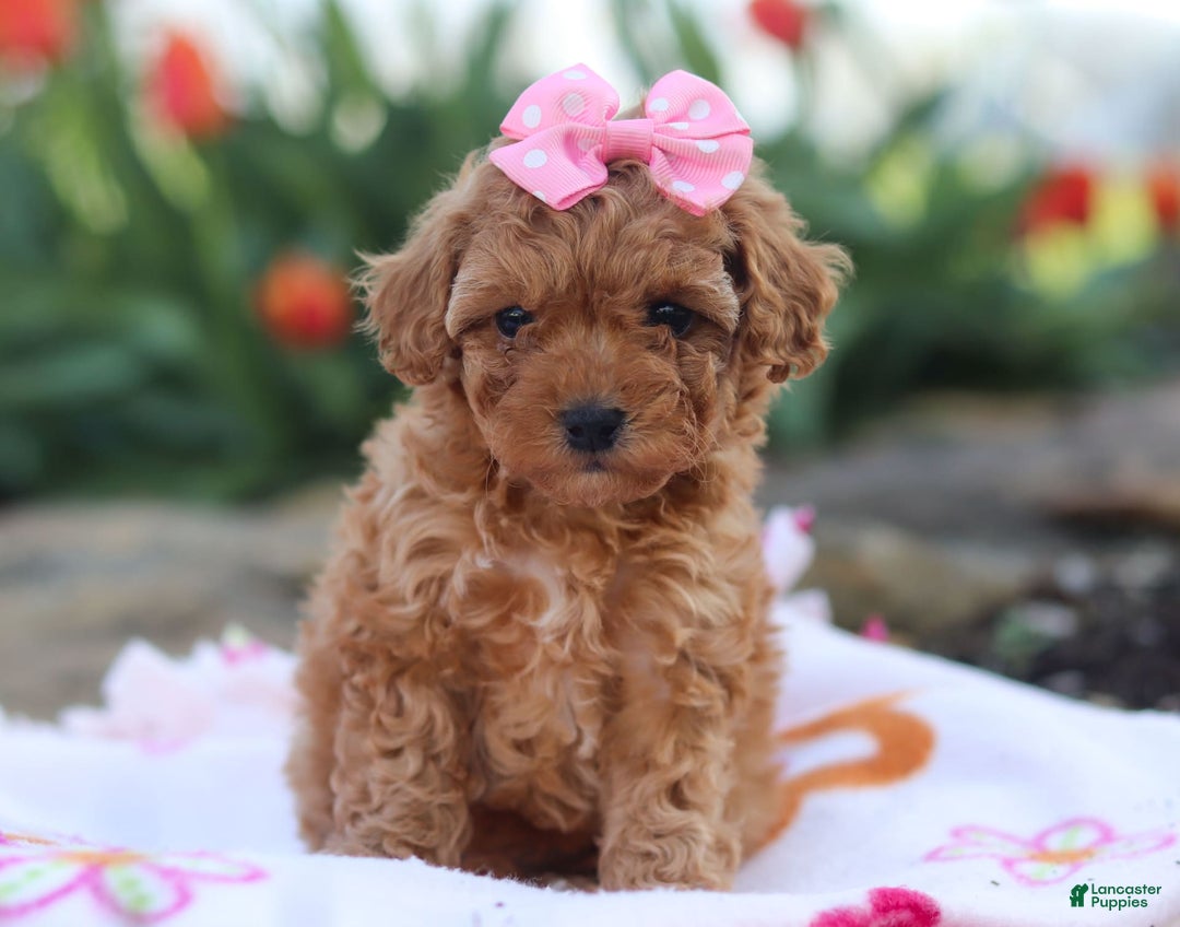 Miniature Poodle dogs for sale: Leah - Image 9