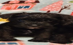 Miniature Schnauzer dogs for sale: Akc Black - Image 1