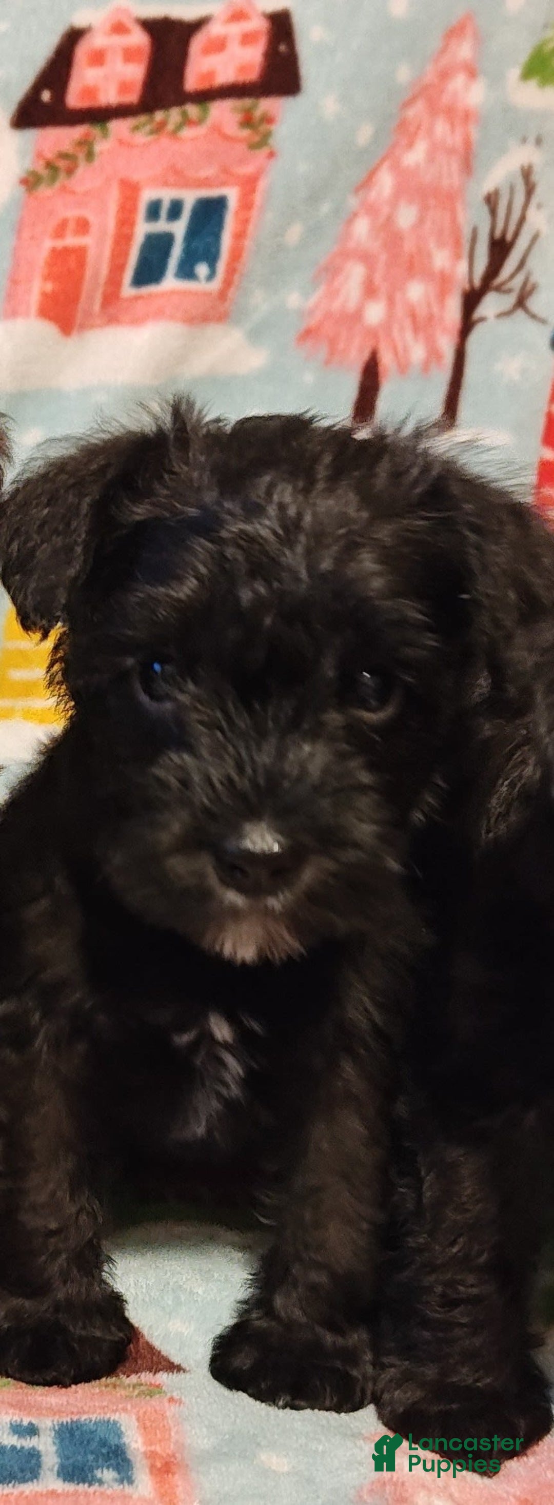Miniature Schnauzer dogs for sale: Akc Black - Image 1