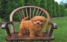 Toy Poodle dogs for sale: Peanut   Extra Small - Image 9
