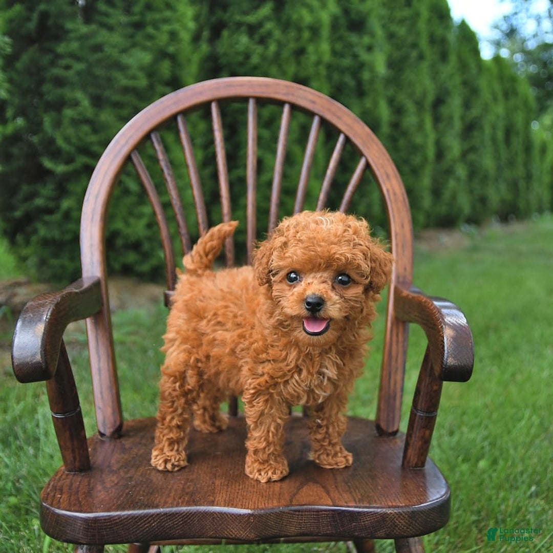 Toy Poodle dogs for sale: Peanut   Extra Small - Image 9