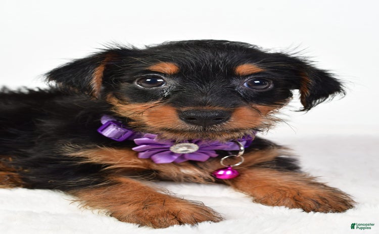 Yochon dogs for sale - Ad 4