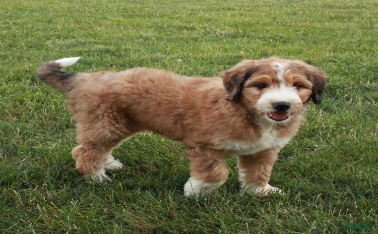 Bernedoodle dogs for sale - Ad 2