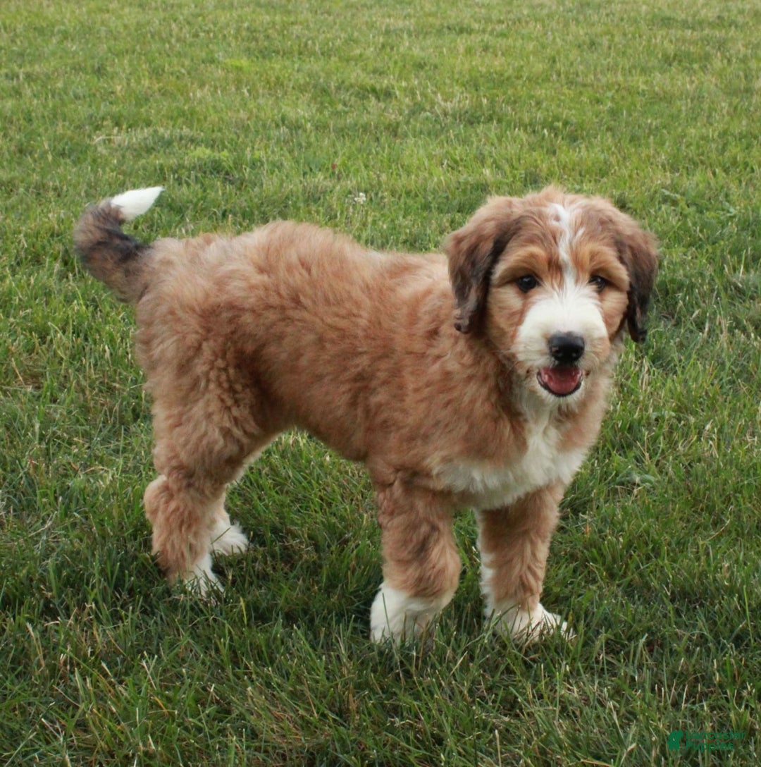 Bernedoodle dogs for sale: Chloe - Image 1