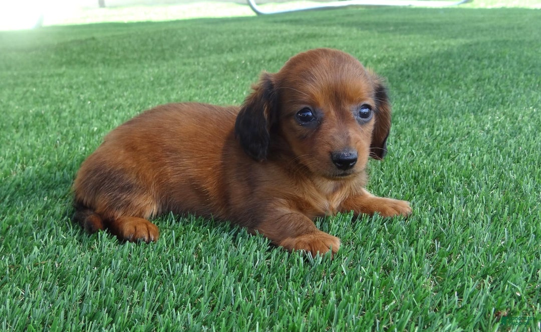 Miniature Dachshund dogs for sale: Abby - Image 5