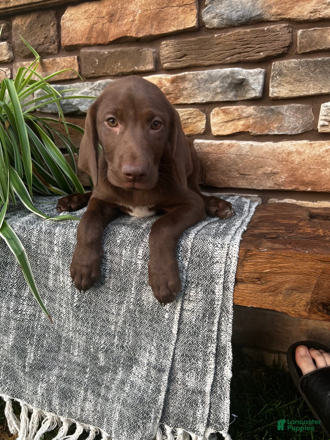 German Shorthaired Pointer dogs for sale: Janie - Image 3