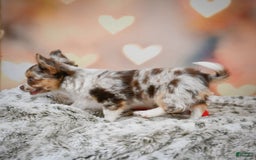 Chihuahua dogs for sale: Romer - Image 10