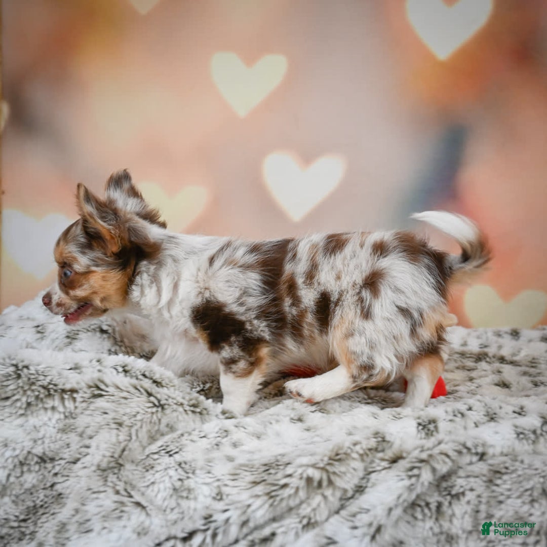 Chihuahua dogs for sale: Romer - Image 10