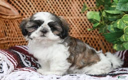 Shih Tzu dogs for sale: Easton - Image 1