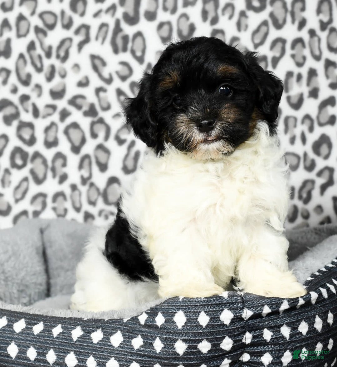 Havapoo dogs for sale: Cooper - Image 1