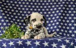 Dalmatian dogs for sale: Landen - Image 7