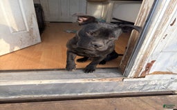 American Bully dogs for sale: Khaos - Image 1