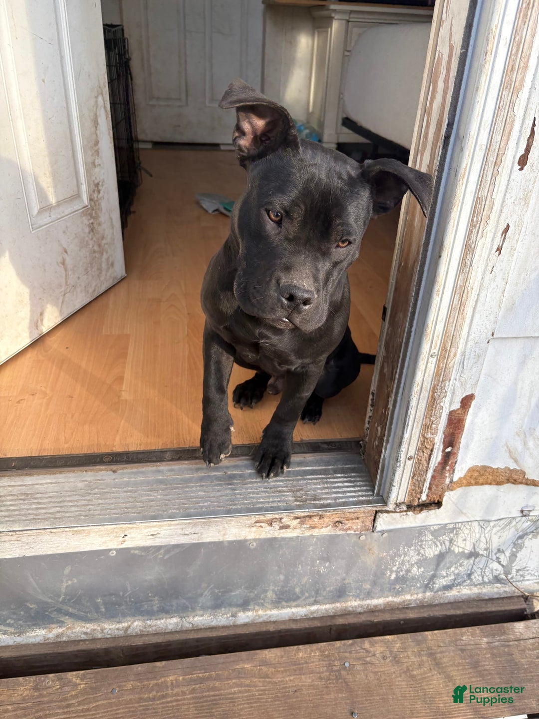 American Bully dogs for sale: Khaos - Image 1