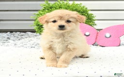 Pomeranian dogs for sale: Pomeranian 9 puppies - Image 25