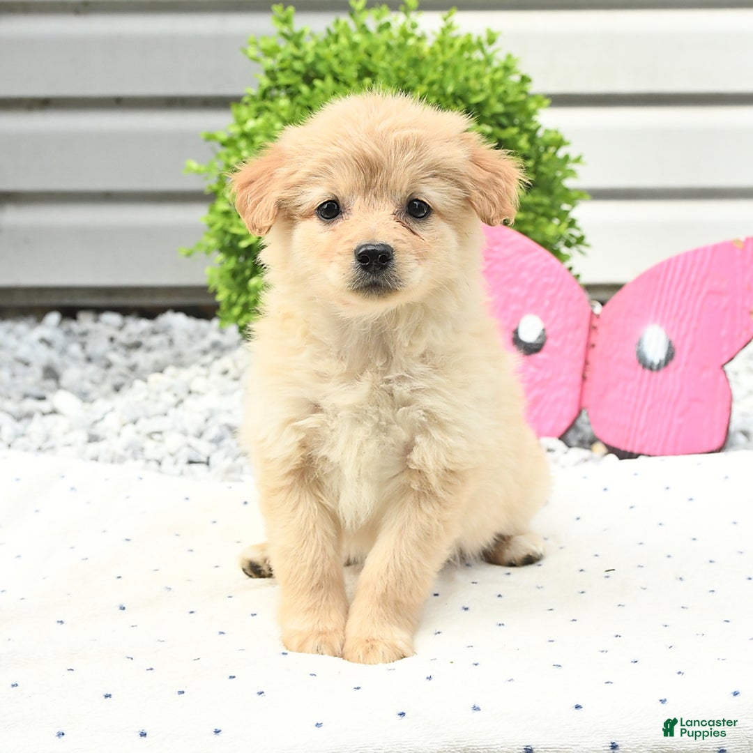 Pomeranian dogs for sale: Pomeranian 9 puppies - Image 25