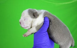 American Bully dogs for sale: Lilac/white Male - Image 7
