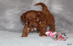 Mini Goldendoodle dogs for sale: Cori - Image 1